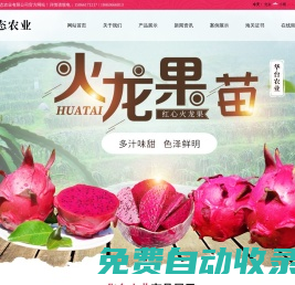 壽光市華臺生態農業有限公司-臺灣大紅火龍果,火龍果苗樹