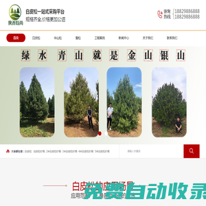 白皮松價格「2米3米4米5米6米白皮松」基地報價_陜西鈺尚園林