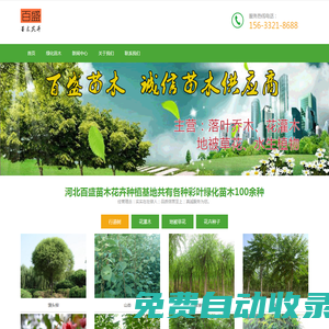 大型彩葉苗木_綠化苗木_草花種植基地-河北百盛苗木(免費(fèi)苗木報(bào)價(jià))