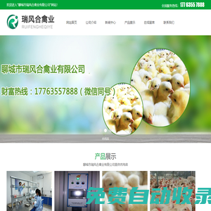 817肉雞苗行情 - 聊城市瑞風合禽業有限公司