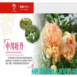 甘肅牡丹,紫斑牡丹,油用牡丹,牡丹產業加盟,甘肅中川牡丹