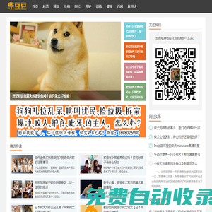 柴犬_專注日本柴犬知識(shí)科普,15年養(yǎng)柴經(jīng)驗(yàn) - 柴豆豆柴犬
