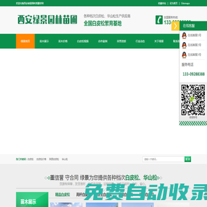 白皮松_陜西白皮松批發價格_基地報價行情_西安綠景園林苗圃