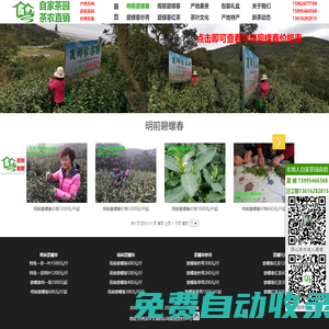 2024年明前碧螺春新茶價格_今年正宗碧螺春價格_明前碧螺春價格
