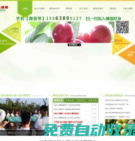 煙臺大櫻桃_櫻桃苗_大櫻桃批發(fā)_大櫻桃代理貨源_煙臺綠客櫻桃園
