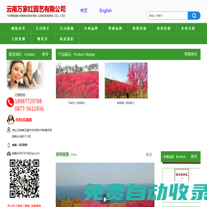 櫻花苗,櫻花苗木,櫻花種苗,櫻花樹苗,垂枝櫻花,云南櫻花,櫻花圖片,櫻花視頻,櫻花基地,櫻花苗木供應(yīng)商,撫仙湖櫻花節(jié)-云南萬家紅園藝有限公司