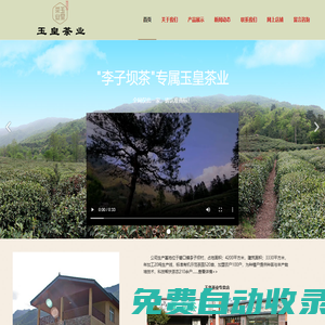 文縣玉皇茶業李子壩茶-官方網站