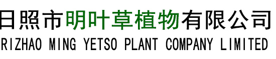 明日葉-明日葉批發-價格-日照市明葉草植物有限公司