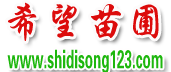 濕地松價格|濕地松批發(fā)|濕地松供應(yīng)【成活率高達(dá)100%】-隨州希望苗圃