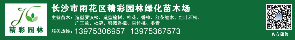湖南苗木基地|湖南桂花樹價格|湖南造型羅漢松|湖南桂花價格|湖南移栽香樟|湖南苗木|茶花價格-長沙市雨花區精彩園林綠化苗木場