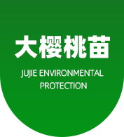 大櫻桃苗,大櫻桃苗木,大櫻桃樹苗-山東大櫻桃苗木有限公司